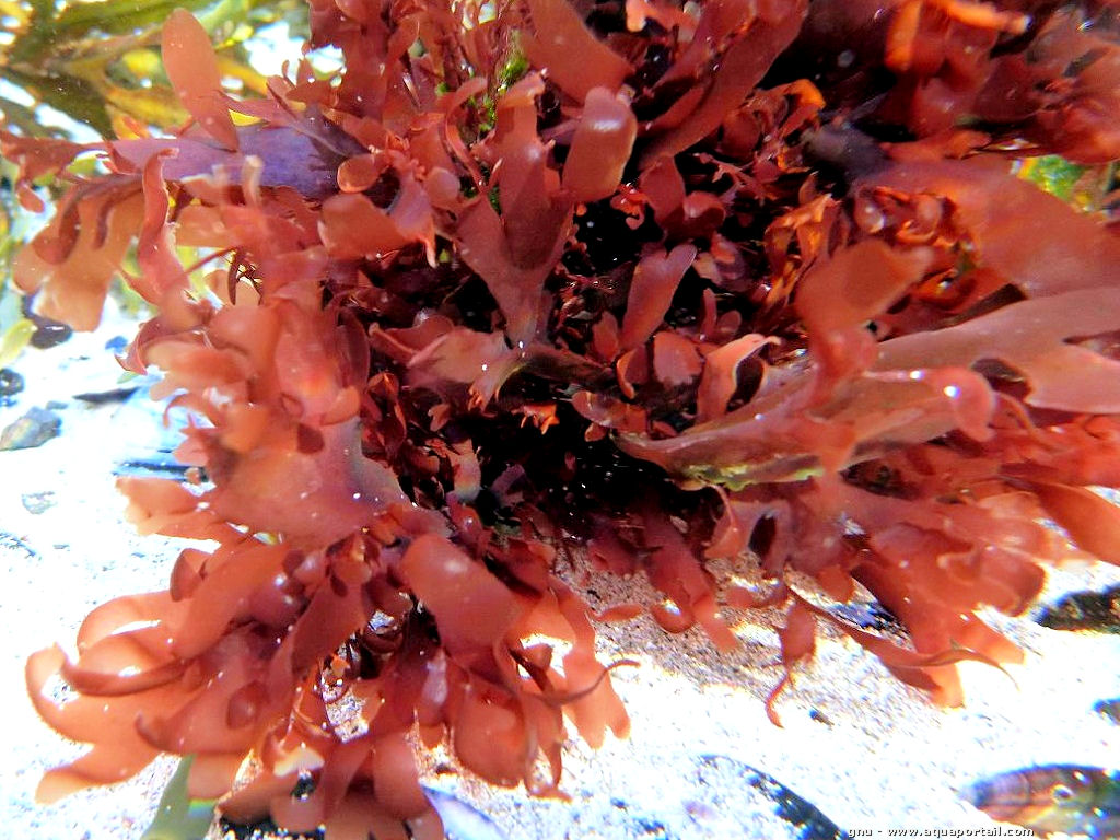 Красные водоросли клетки. Пальмария пальмата. Palmaria водоросль. Красные водоросли порфира. Красные водоросли родимения.